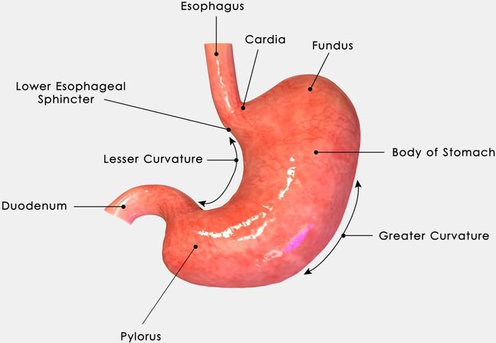 esophagus cardia fundus esophageal sphicter pylorus