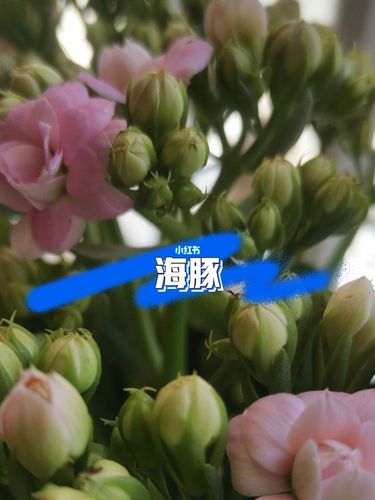 三鱼一兽_长寿花_长寿花_家居家装_家居装饰