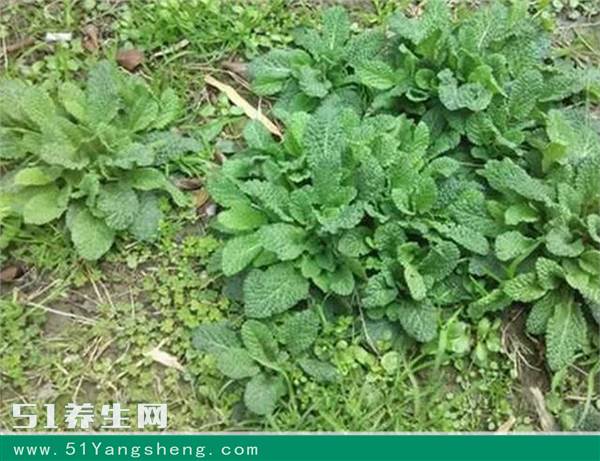 但是,蛤蟆草泡水喝的功效有非常多,不仅能够清热解毒,同时还具有凉血