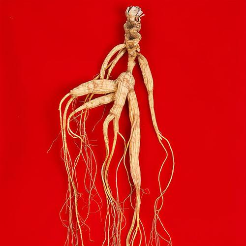 仅68克野人参卖到1000万野人参产业为何没被大力发展起来