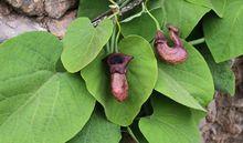 木通马兜铃|6|62