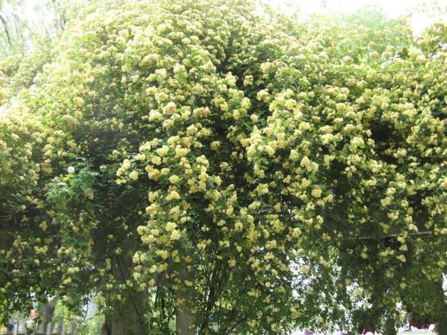 花香飘远开花精致,木香花颜值高又好养,有院子的别