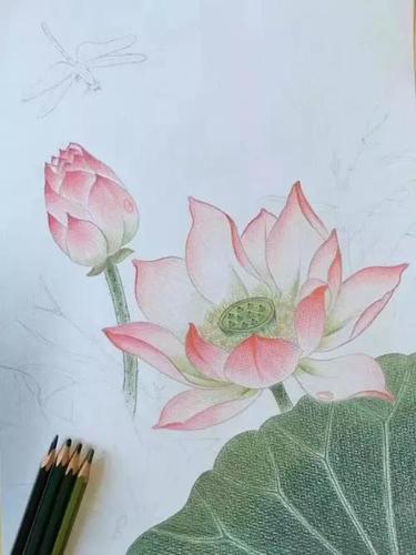 彩铅画荷花的简笔画