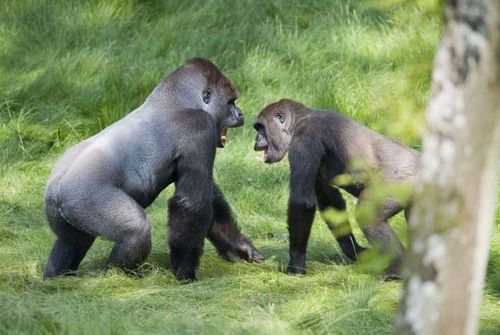 智商最高的5种动物,第二种能跟人类交流,第一种没有争议