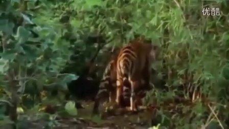 实拍"巨蟒"大战"猛虎"!巨蟒这么屌,这下老虎总算是领教了!