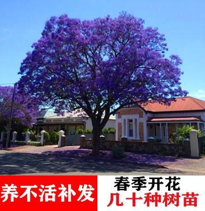 镇宅树苗 蓝花楹大树苗树木盆栽名贵风景树别墅庭院绿化植物四季