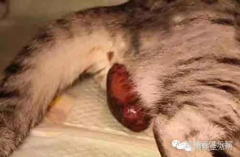 母猫的分娩过程及产后注意事项