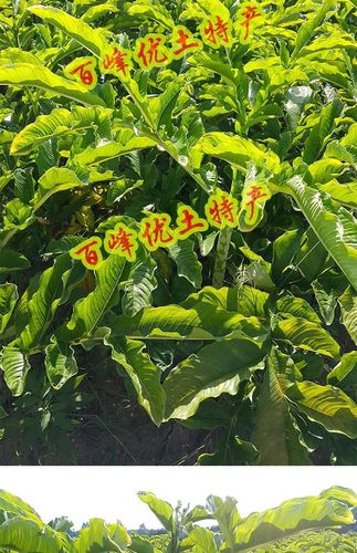 台山特产鸡爪芋正宗农家新鲜挖鸡爪芋多省包邮健康绿色蔬菜土产