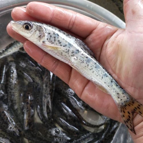 花骨鱼花花姑娘马驹卢季季鱼季郎鱼鸡骨郎朱活体鱼