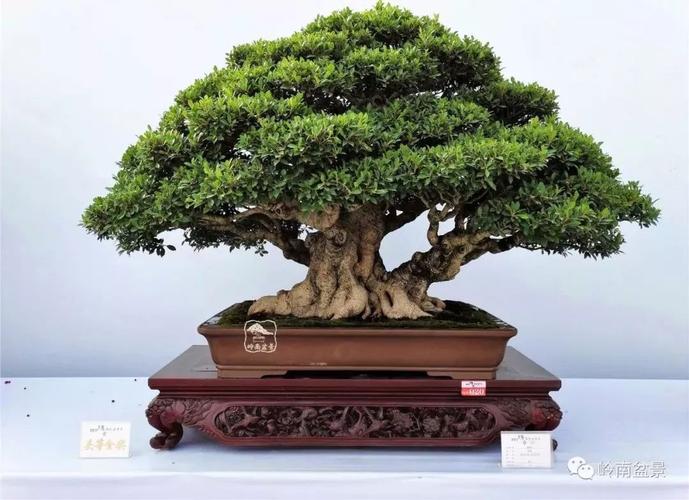 一树一风水