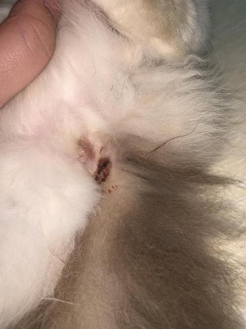 【求助】猫突然菊花带血,有图,慎