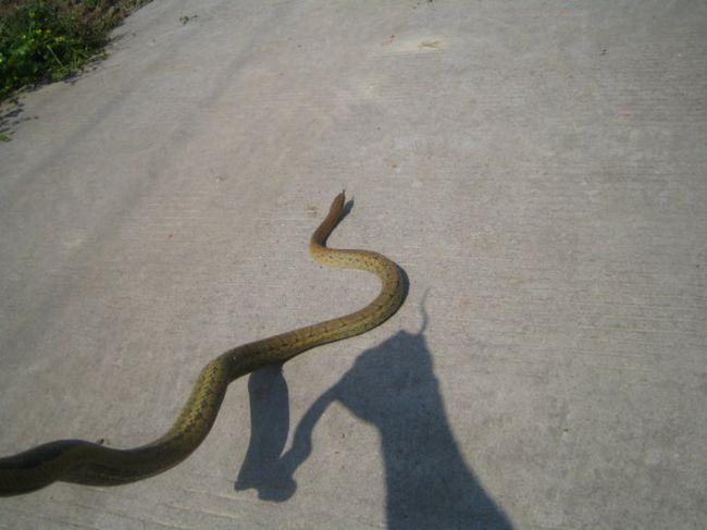 菜花蛇无毒,为何被称为"百蛇之王"?若是它碰上毒蛇会怎样?