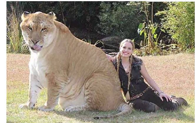 7种令人难以置信的杂交物种,这是什么玩意?