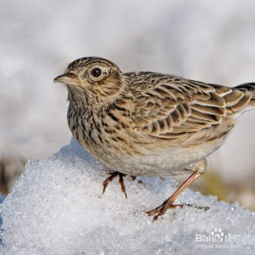 挑选鱼鳞燕的绝招