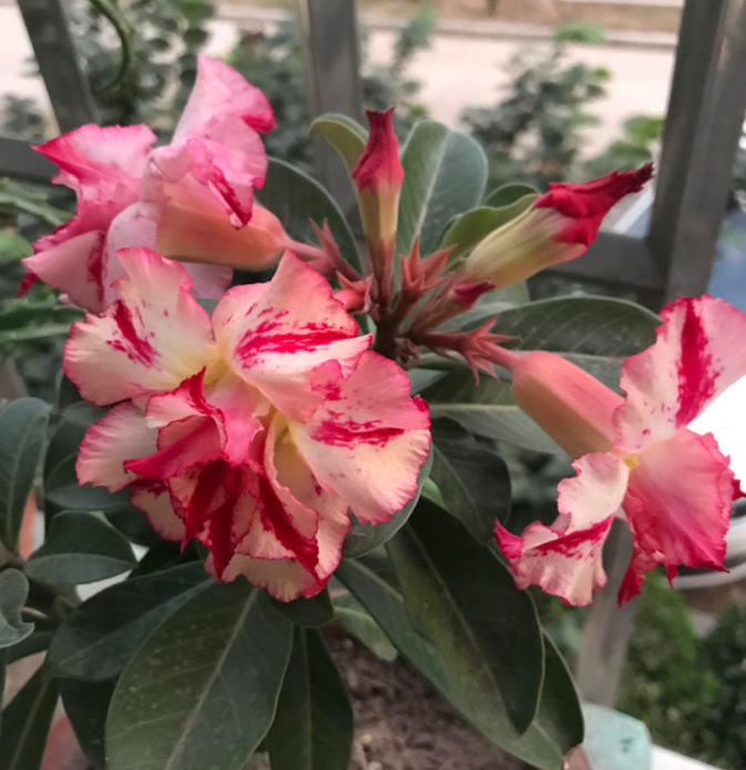 沙漠玫瑰开花比牡丹还漂亮耐旱又好养