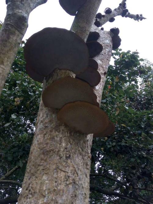 龙眼树上长都灵芝