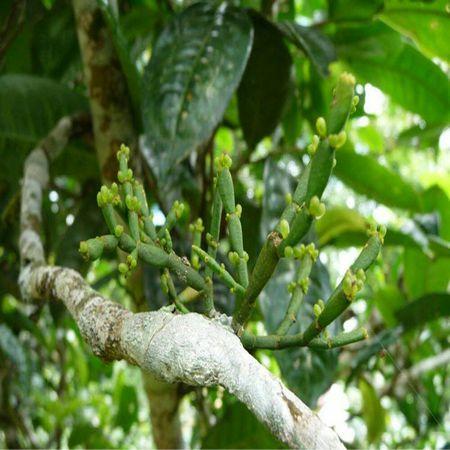 柿子树上的寄生,查了百科对比图片,说是螃蟹脚.