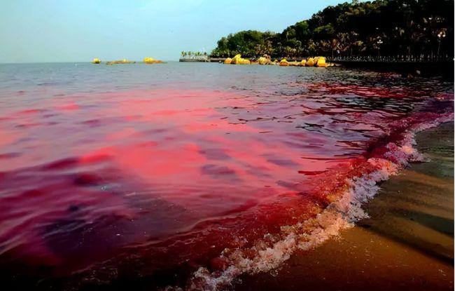 专家:日本北海道爆发史上最强赤潮!究竟危害多大?