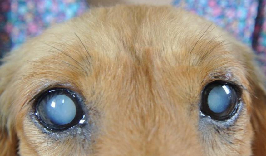 预防狗狗青光眼 预防狗狗发生青光眼可以通过保护狗狗的安全来实现