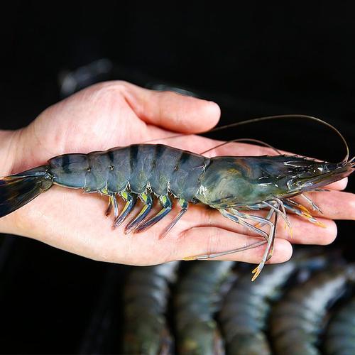 活冻越南超大黑虎虾整盒新鲜海捕大虾海虾老虎虾冻虾草虾超大号毛重