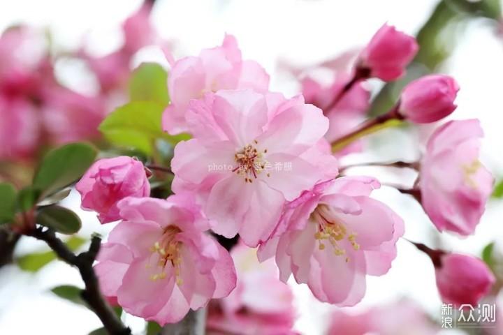 春花咋拍出唯美清新感?3个实用拍花技巧送你