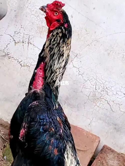 盖沙斗鸡缅甸斗鸡快杀斗鸡_斗鸡_宠物_宠物其他