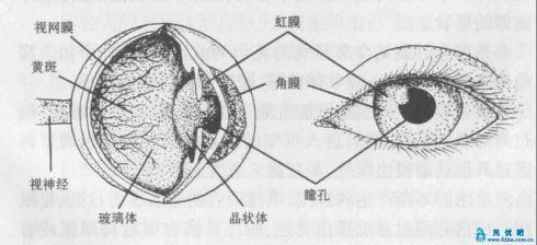 关于眼球结构的手抄报手抄报版面设计图