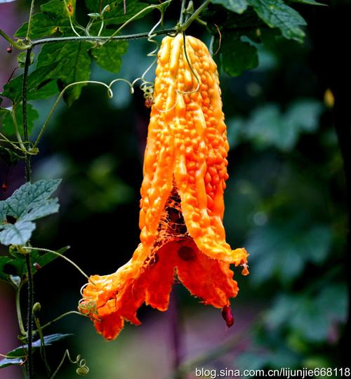 中国摄影家李俊杰发表《苦瓜熟透》摄影作品