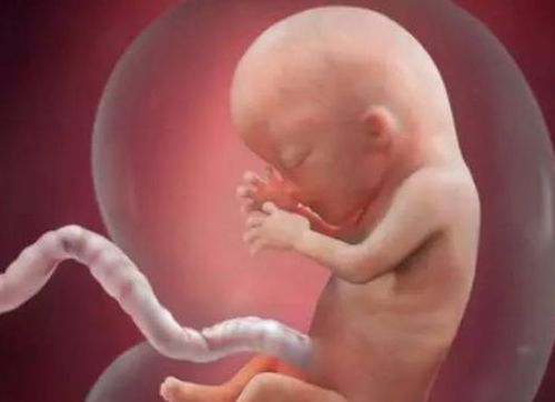 3个月胎儿长什么样?从胚胎到真正的胎儿,好神奇,胎儿会3个技能
