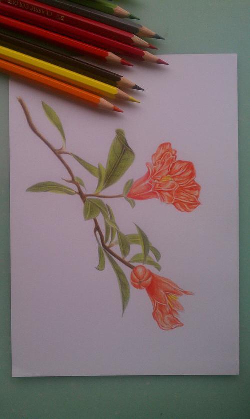 临摹,石榴花,2013.11 