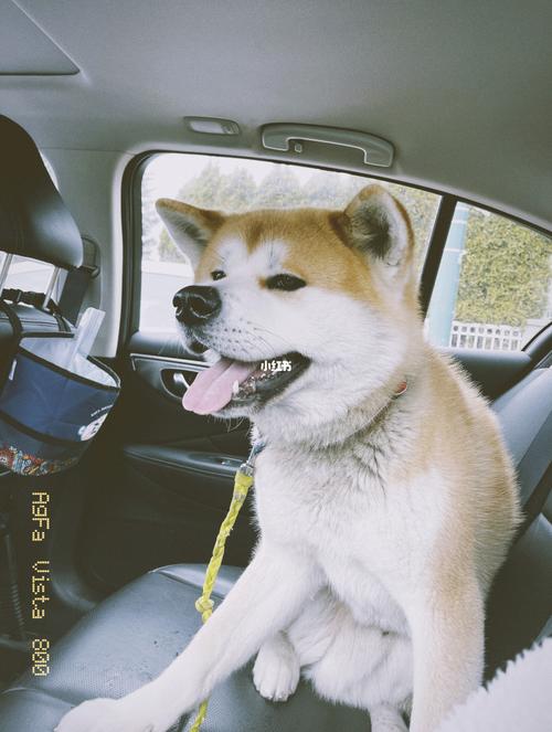 表情包狗子_表情包_萌宠_秋田犬_沙发_遛狗_我的萌宠