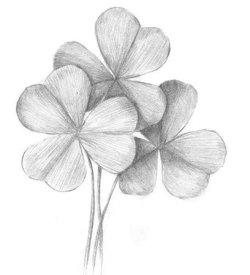 素描绘画三叶草教程