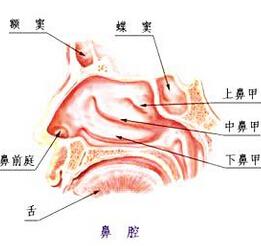 展开全部 概念:是鼻腔前下方鼻翼内面较宽大的部分,前界为鼻孔,后界