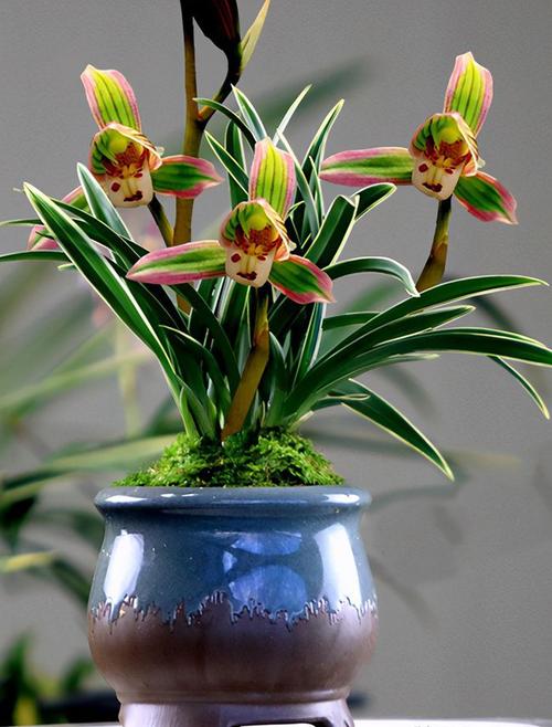 这种珍稀兰花很多人没见过花姿优雅叶带金边夏季养兰首选