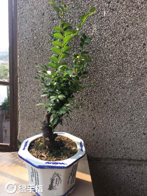 绿油油的黑骨茶