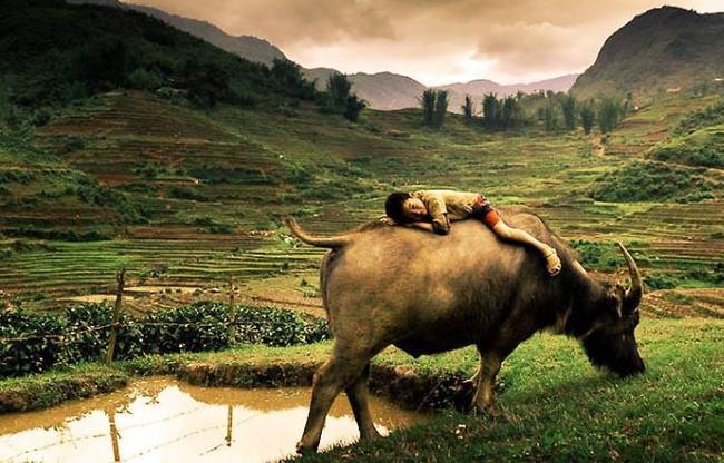 放牛娃三文钱买富贵命,三更天黄粱梦,一场富贵一场空