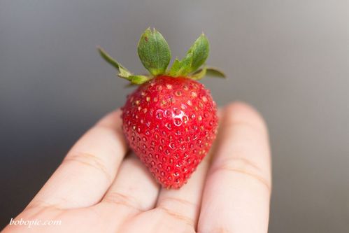 一颗红扑扑的小草莓水果美图