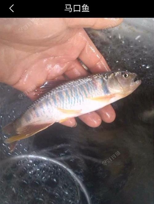 区分真正的马口鱼
