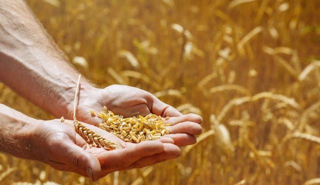 联合国发出紧急预警全球面临50年以来最大粮食危机中国除外