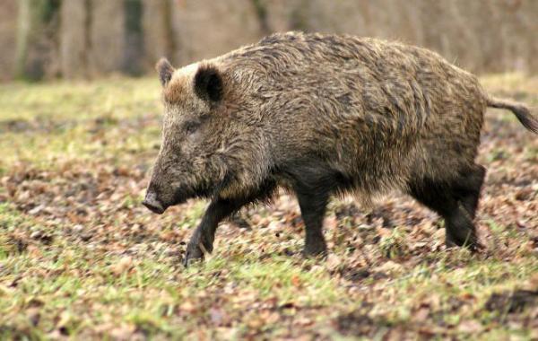 祸害庄稼的野猪(资料图)