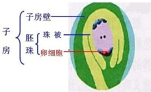 胚珠由珠柄,珠被,珠孔和珠心所组成,基本结构如图所示.