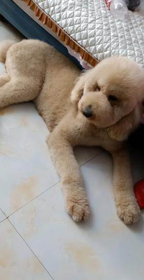 巨型贵宾犬香槟色成母