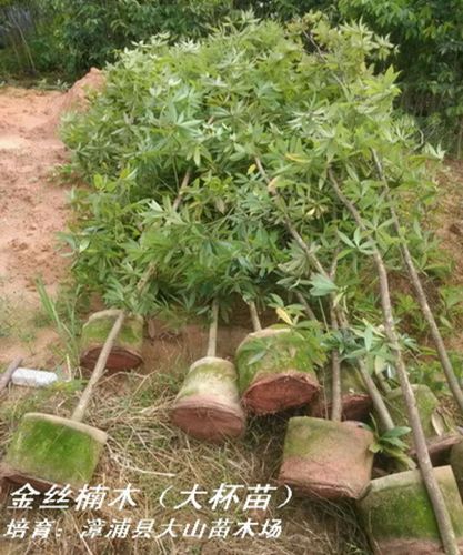 供应金丝楠木苗小叶桢楠闽楠苗