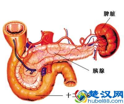 胰腺炎的症状及治疗有哪些!