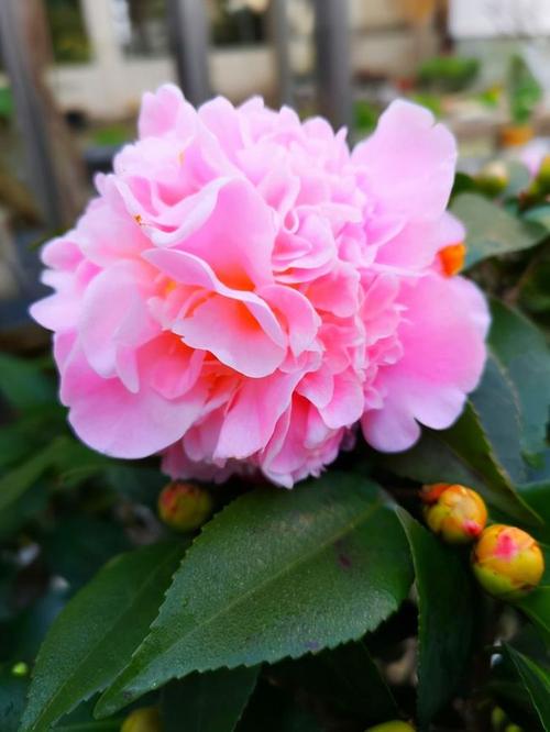 花卉界的香香公主比牡丹美比桂花还香现在正是入手时机