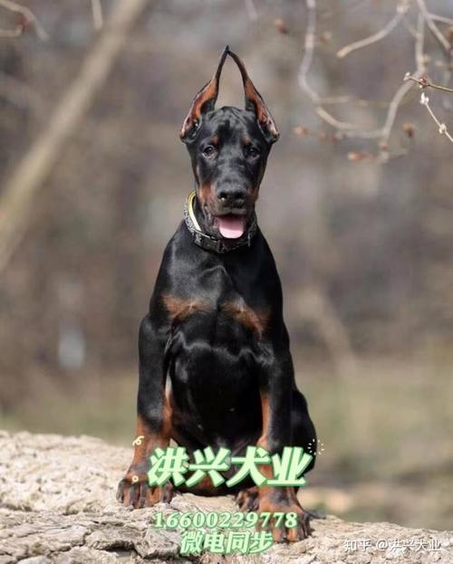杜宾犬价格纯种杜宾犬多少钱一只