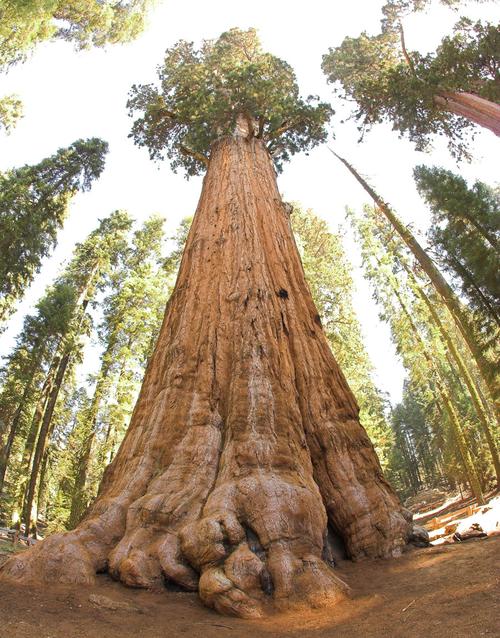 the general sherman redwood tree – the largest in the world