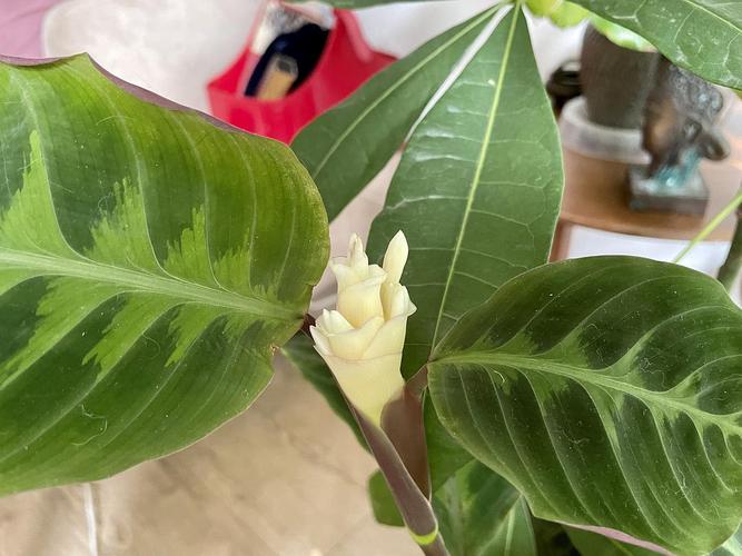 紫背天鹅绒竹芋在开花