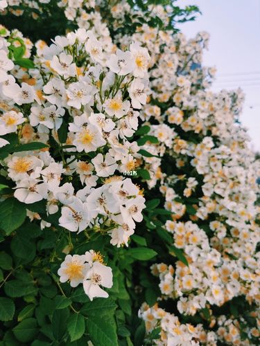 野蔷薇_野蔷薇_日记_养花_养花日记_家居家装_家居装饰