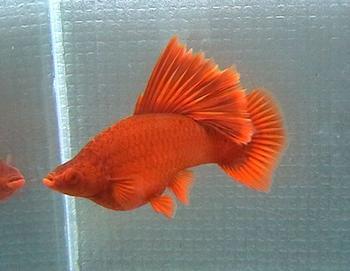 高鳍红箭鱼 高帆红箭鱼 红剑鱼 热带鱼观赏鱼 批零兼售